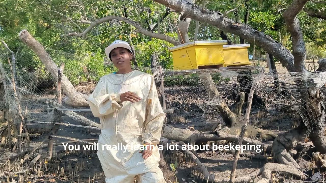 Jinsi ya kuvutia nyuki na kuhamisha mzinga- How to catch & transfer bees (Beekeeping in Lamu, Kenya)