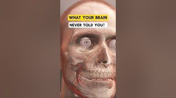 Brain facts that never taught you. #shortshealth #health #brainfacts #brain