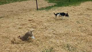 Rat terriers loving the Hay.  Good for barn hunts. Gems Rat Terriers. Terrier puppy videos.