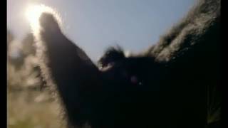 Chick-Fil-A Tv Commercial, Cowz Vr