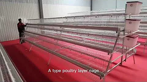 A type poultry layer cages
