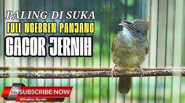 KAPAS TEMBAK GACOR FULL NGEBREN PANJANG JERNIH MANTUL