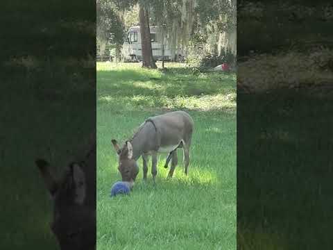 Peanut the donkey.... Playing with his ball.