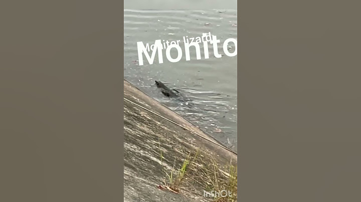 monitor lizard@ punggol park river
