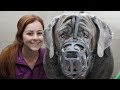 180lbs Neapolitan Mastiff with a bite history