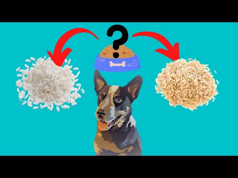 Vídeo: Arroz integral é bom para cães?