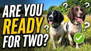 The Truth About Springer Spaniels (They're Not What You Think)