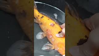 Aka Bekko Kami Terinfeksi Aeromonas koi ikankoi koifish kolamkoi koipond ikanhias