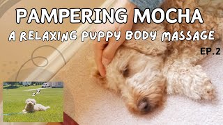 Relaxing Puppy Body Massage | Soft as Silk | Mocha's quiet Nap