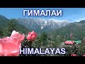Гималайский ашрам шиваитов. Долина Куллу - конец обитаемого мира. Индия с Марией Карпинской
