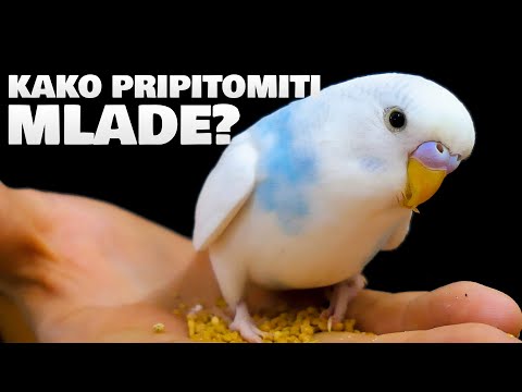 Kako pripitomiti mlade Tigrice Papagaje?