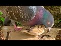 優しいハトさん【手乗りスズメがいっぱい!47】Hand tame sparrow