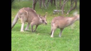 Kangaroos Considering NATO Enforced No-Fly Zone Over Ukraine...