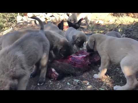 Video: Köpekler Domuz Eti Veya Kaburga Yiyebilir Mi?