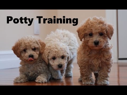 How To Potty Train A Poochon Puppy - BichPoo House ...