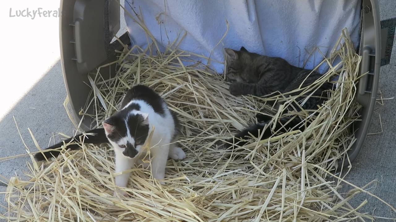 Kittens In The Straw - Feral Cat Shelter 