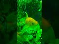 fishtank relaxing video