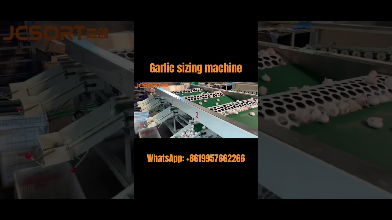 Garlic sizer, garlic sorter, garlic separator, garlic classifier 