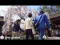 Cherry Blossom Kyoto | Hirano Shrine | What to do in Kyoto