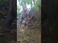 catching jungle fowl #shortvideo #nature #animals