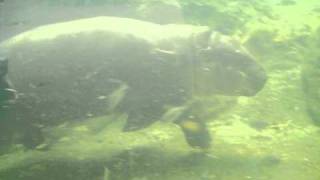 Singapour, Zoo, Pygmy Hippo 2