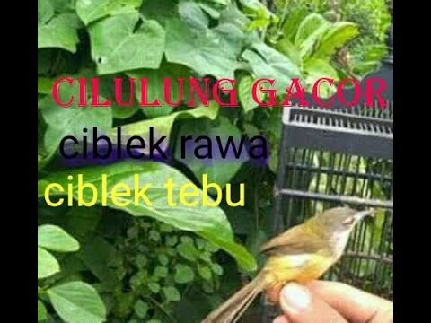 burung cilulung ciblek rawa ciblek tebu gacor 