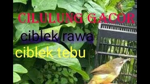 burung cilulung ciblek rawa ciblek tebu gacor
