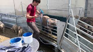 Marquage Peinture Stop-Ovin