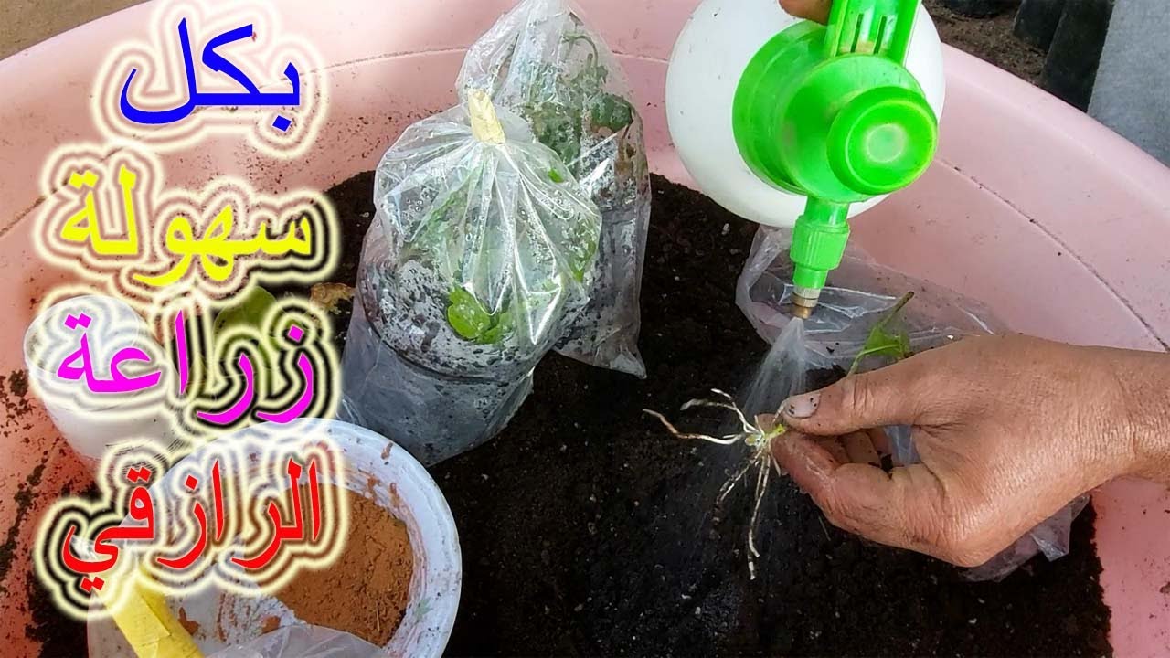 تجذير وزراعة نبات الرازقي الفل وكيفية العنايه بها