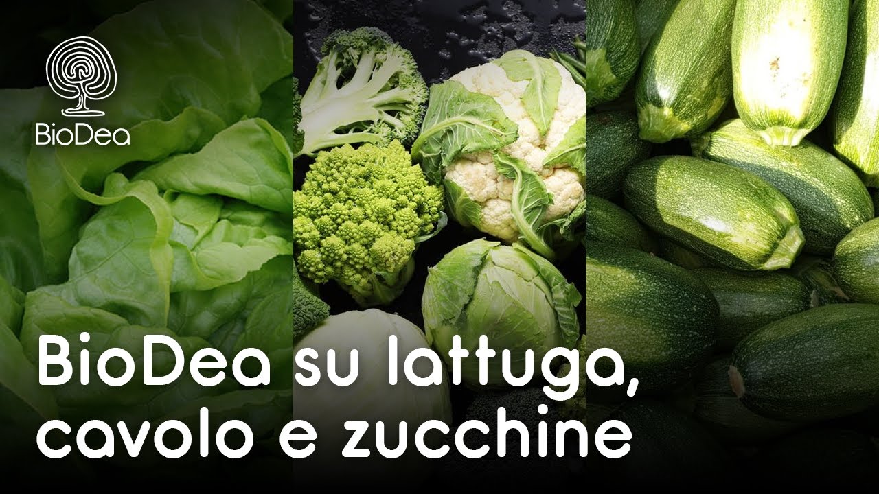 Cavolo, Lattuga e Zucchina coltivate con BioDea - L'esperienza di Silvino