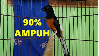 PANCINGAN Murai Batu GACOR bikin CEPAT EMOSI DAN GACOR burung Males langsung NYAUT