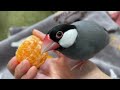 ミカン好きの文鳥にマーコットオレンジをあげてみた