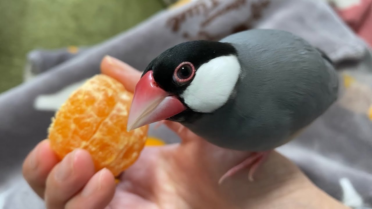 ミカン好きの文鳥にマーコットオレンジをあげてみた - YouTube
