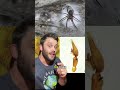 Scientists found a giant spider web deep underground #evolution #science #cave #animals #biology
