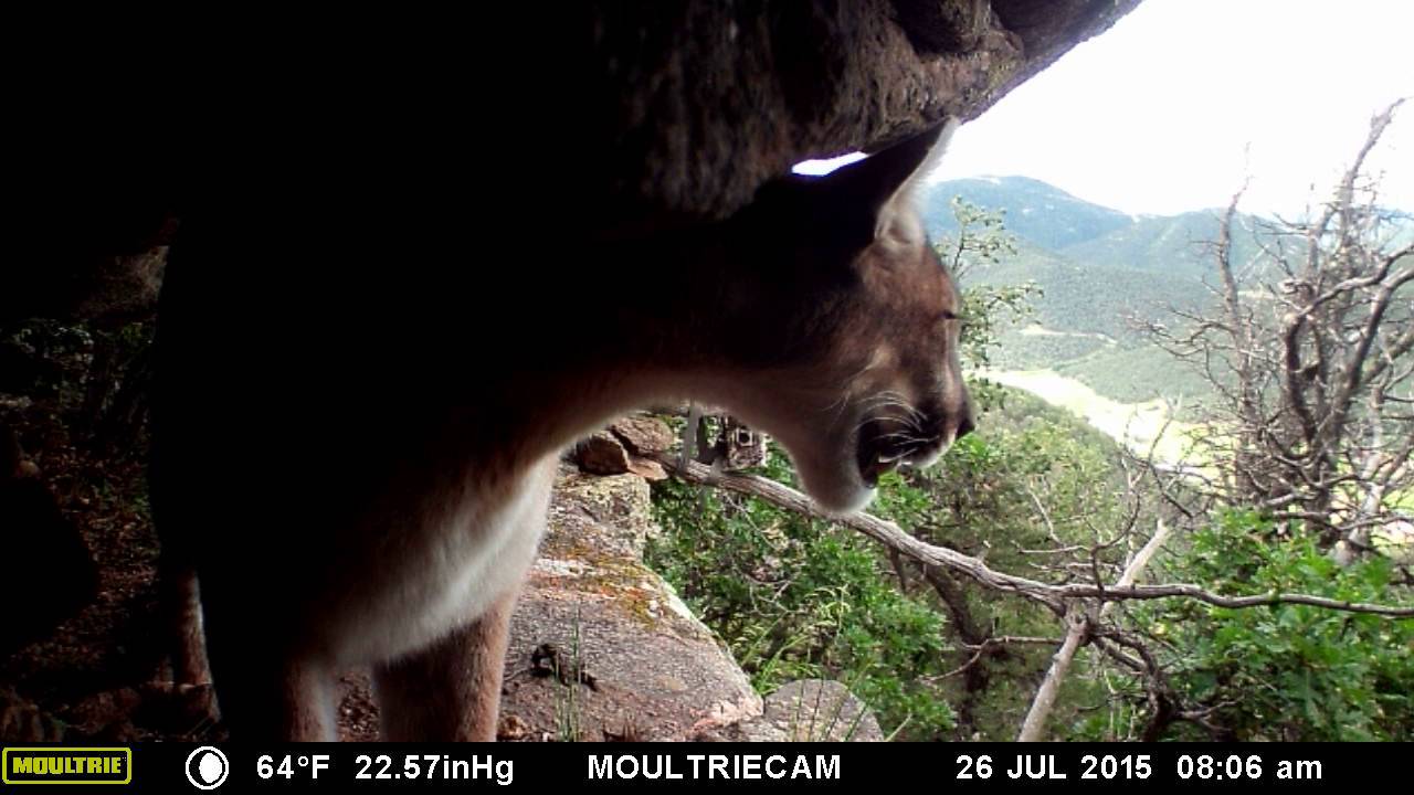 Mountain Lion Queen visits her Colorado Mountain Cave Throne. - YouTube
