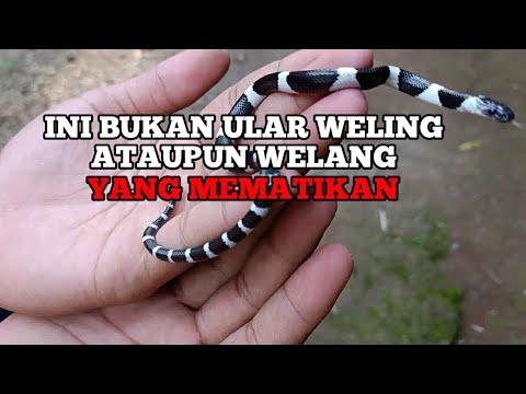 KAMU HARUS TAU INI BUKAN ULAR WELING ATAUPUN WELANG, NAMUN KEBERADAANNYA SANGAT DEKAT DENGAN KITA