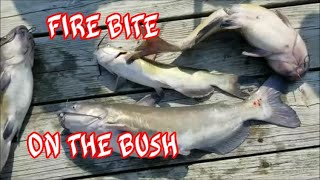 Fire CATFISH Bite on the Bush River!