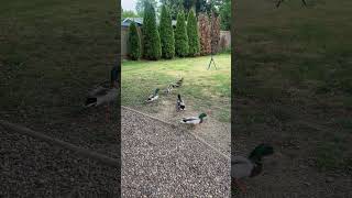 Ducks Gone Wild - Backyard Birder Mallard Duck Edition