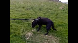 Barney Adventures #69, Walking along at Long Beach &amp; Trow Quarry in South Shields.