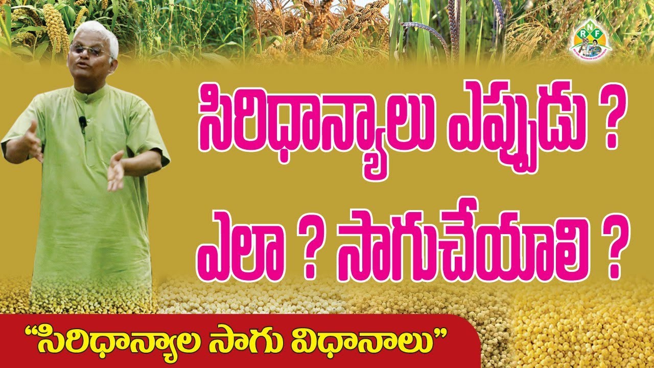 ఇలా సాగు చేస్తే సిరిధాన్యాలతో రైతులకు సిరులు || Rythunestham Foundation || Millets