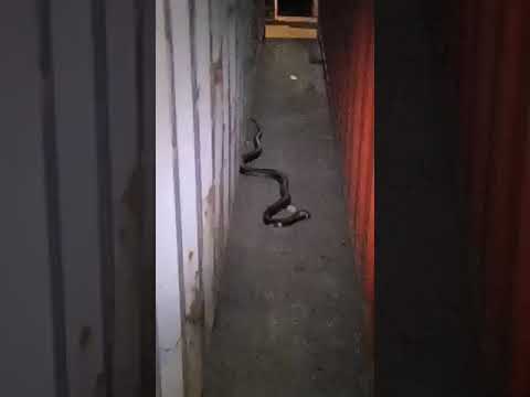 El video de la serpiente que obligó a cerrar la zona 8B del puerto de Algeciras