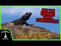 CHUCKWALLAS (and other DESERT LIZARDS) IN THE WILD! Are we keeping them correctly?