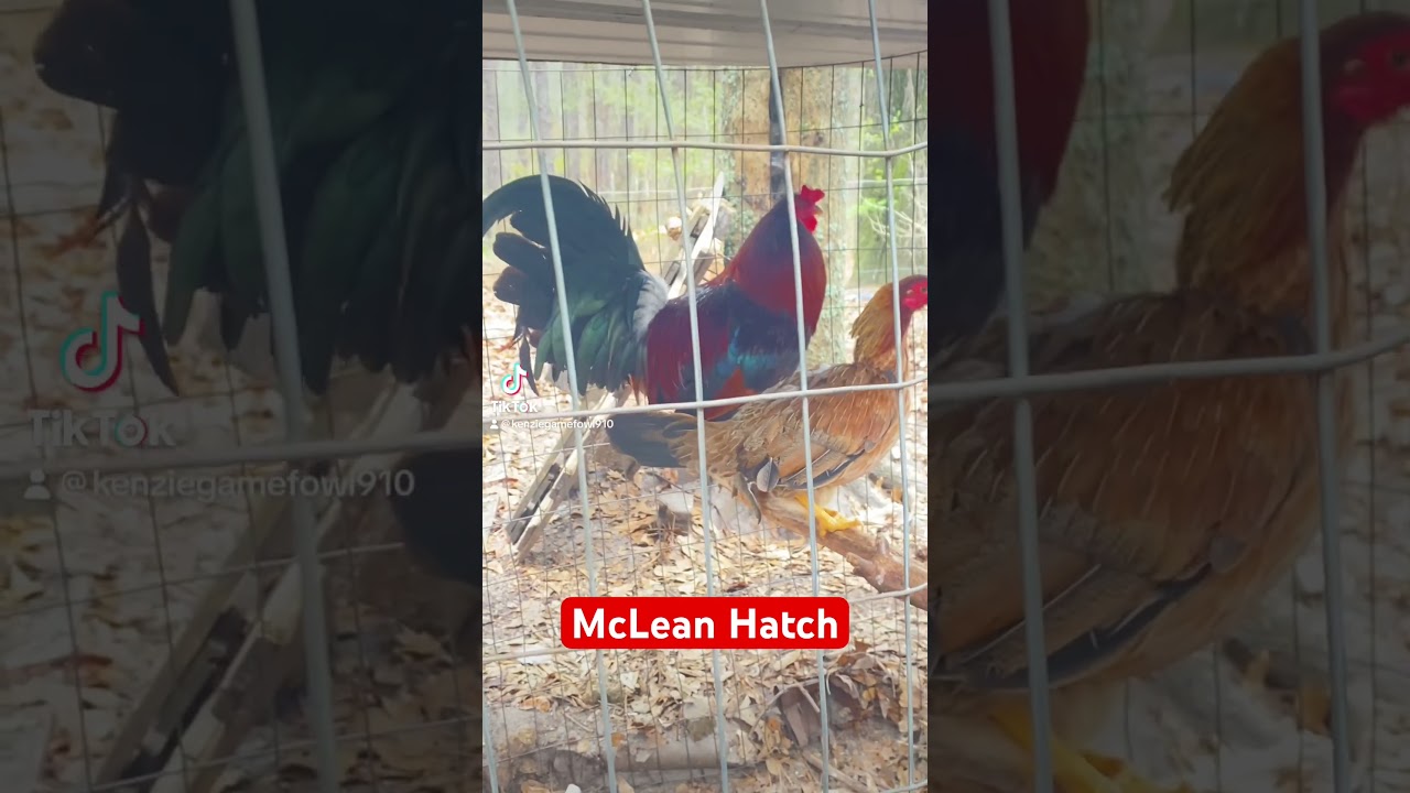 Pure McLean Hatch Brood stag