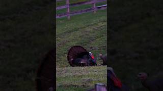 showing off #turkey #gobble #turkeyhunting #gobbler #hunting #shorts