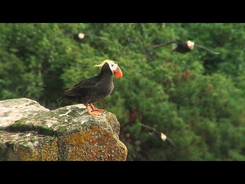 Дальний Восток. Магаданский заповедник. Nature of Russia. Far East. Reserve Magadansky.