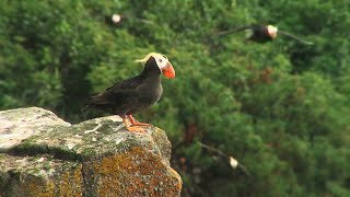 Дальний Восток. Магаданский заповедник. Nature of Russia. Far East. Reserve Magadansky.