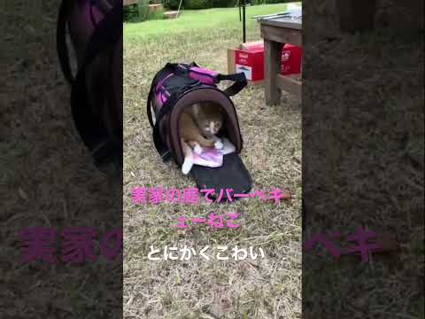 庭でバーベキューねこ　とにかくこわい　もんちゃんのねこ動画