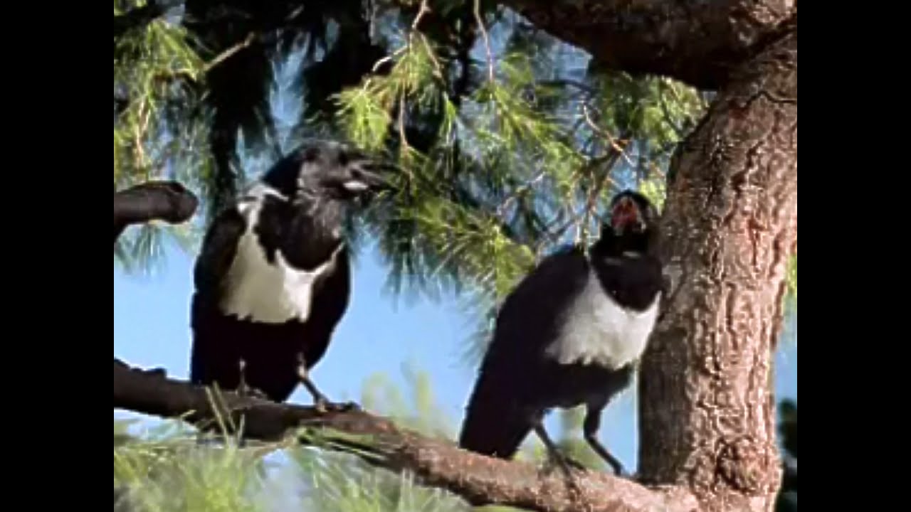 windex naughty birds 2007 tv commercial hd youtube