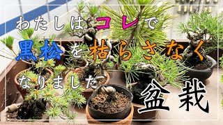 盆栽】わたしはコレで黒松を枯らさなくなりました - YouTube