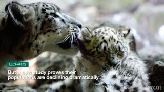Leopard populations have declined dramatically, new research reveals